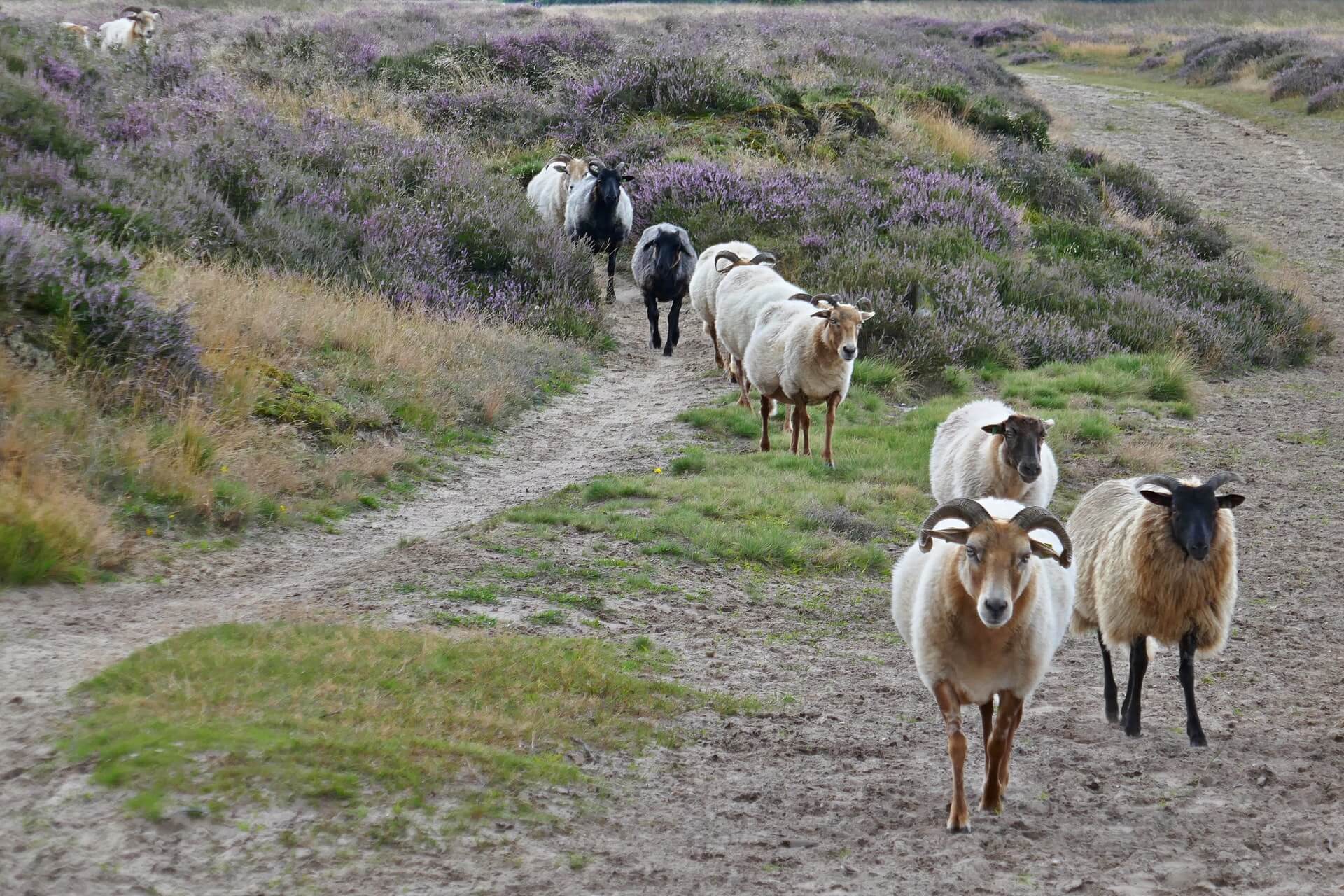 Schaapjes in Drenthe