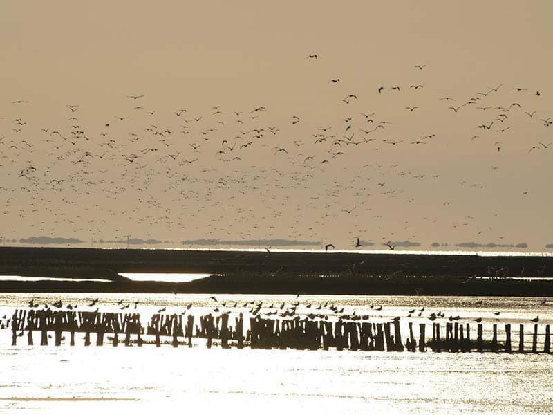 Foeragerende vogels