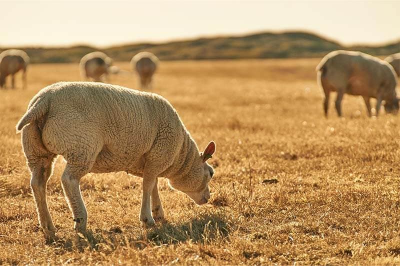 Schaap