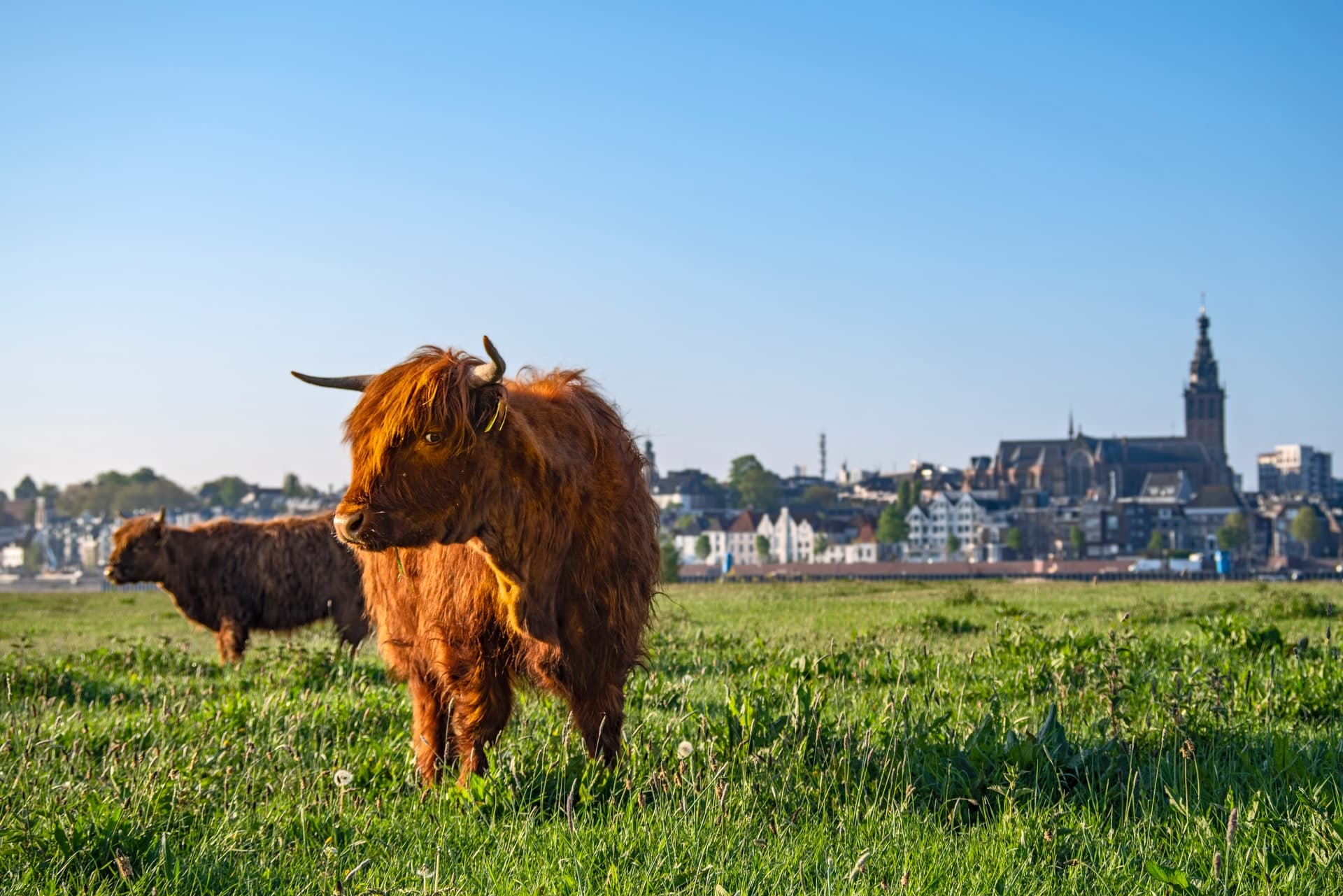 Het land van Maas en Waal